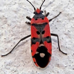 Lygaeus simulans